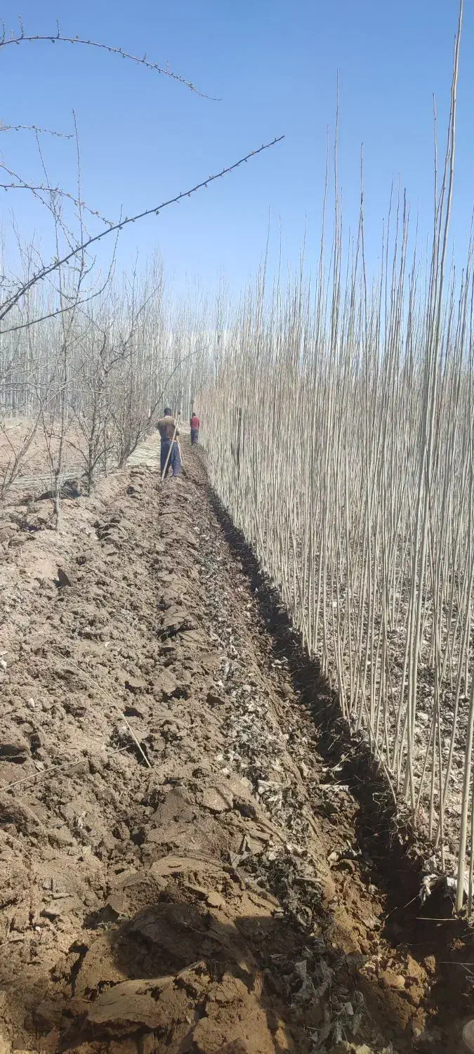 عمده و خرده فروشی|خدمات باغبانی و درختکاری|بروجرد, |دیوار