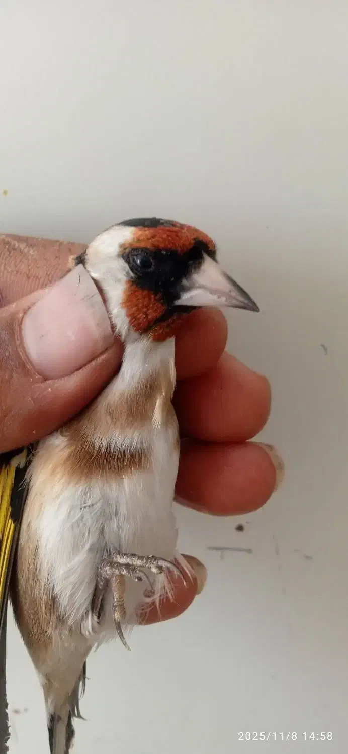 15عدد سره نرپایزه|پرنده|ملایر, |دیوار