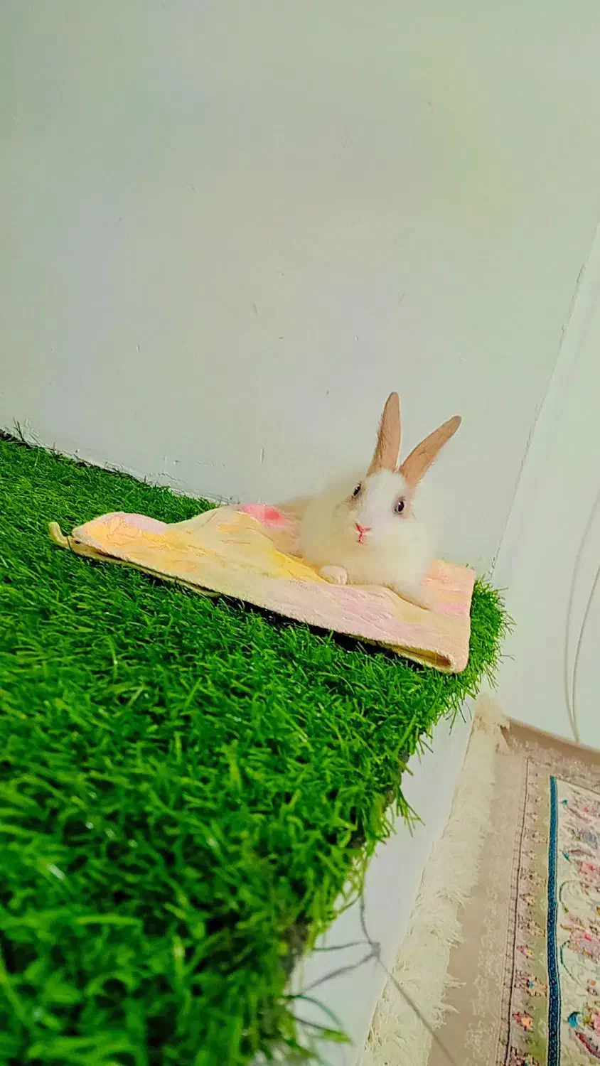 خرگوش|موش و خرگوش|جوانرود, |دیوار