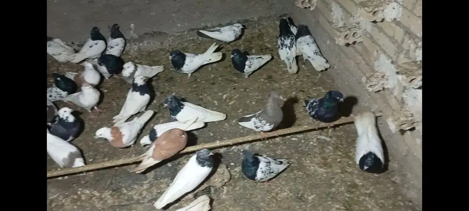 رنگی|پرنده|باوی, |دیوار