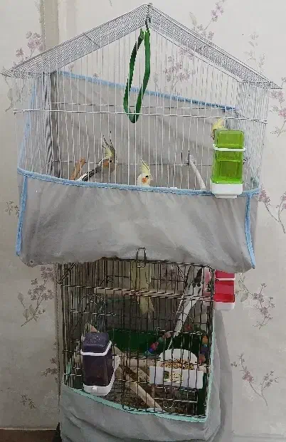 عروس هلندی|پرنده|یزد, |دیوار