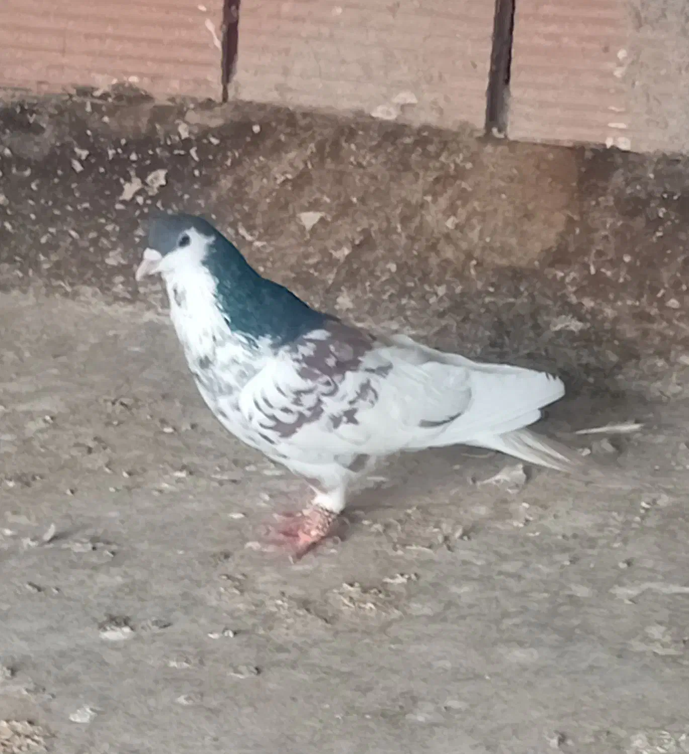 پرنده|پرنده|آبکوه, |دیوار