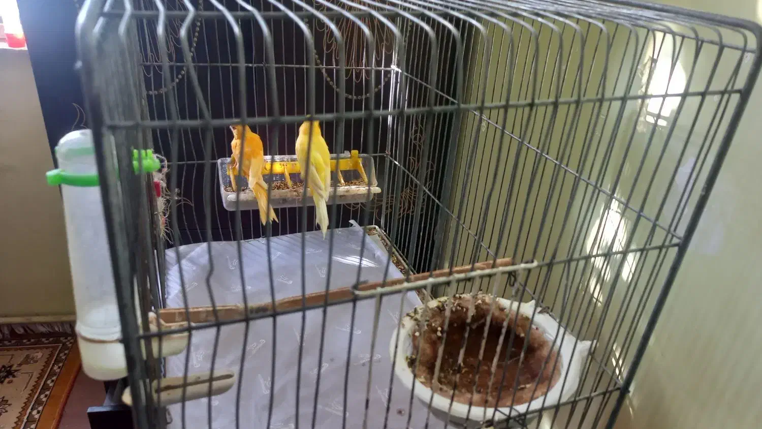 جفت قناری آماده|پرنده|ابهر, |دیوار