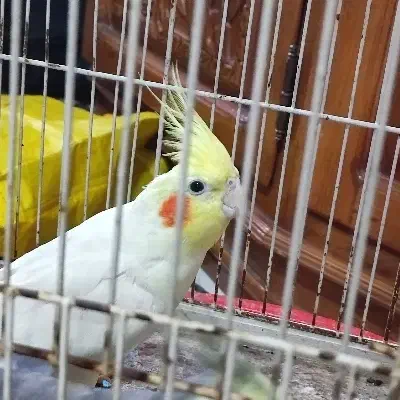 4 عدد عروس هلندی نژادهای لوتینو و ابلق و سیامون|پرنده|مشهد, ادیب نیشابوری (شهرک غرب)|دیوار