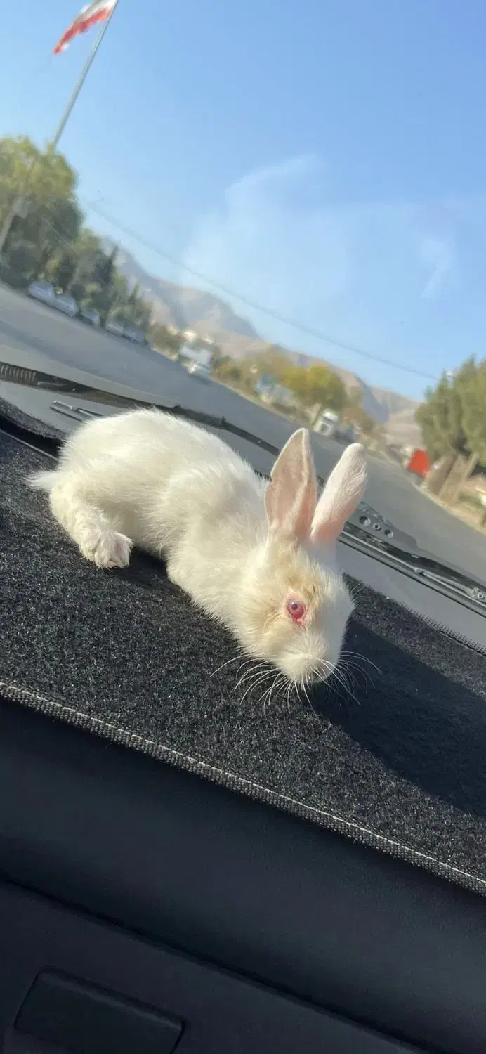 خرگوش بازیگوش|موش و خرگوش|محلات, |دیوار