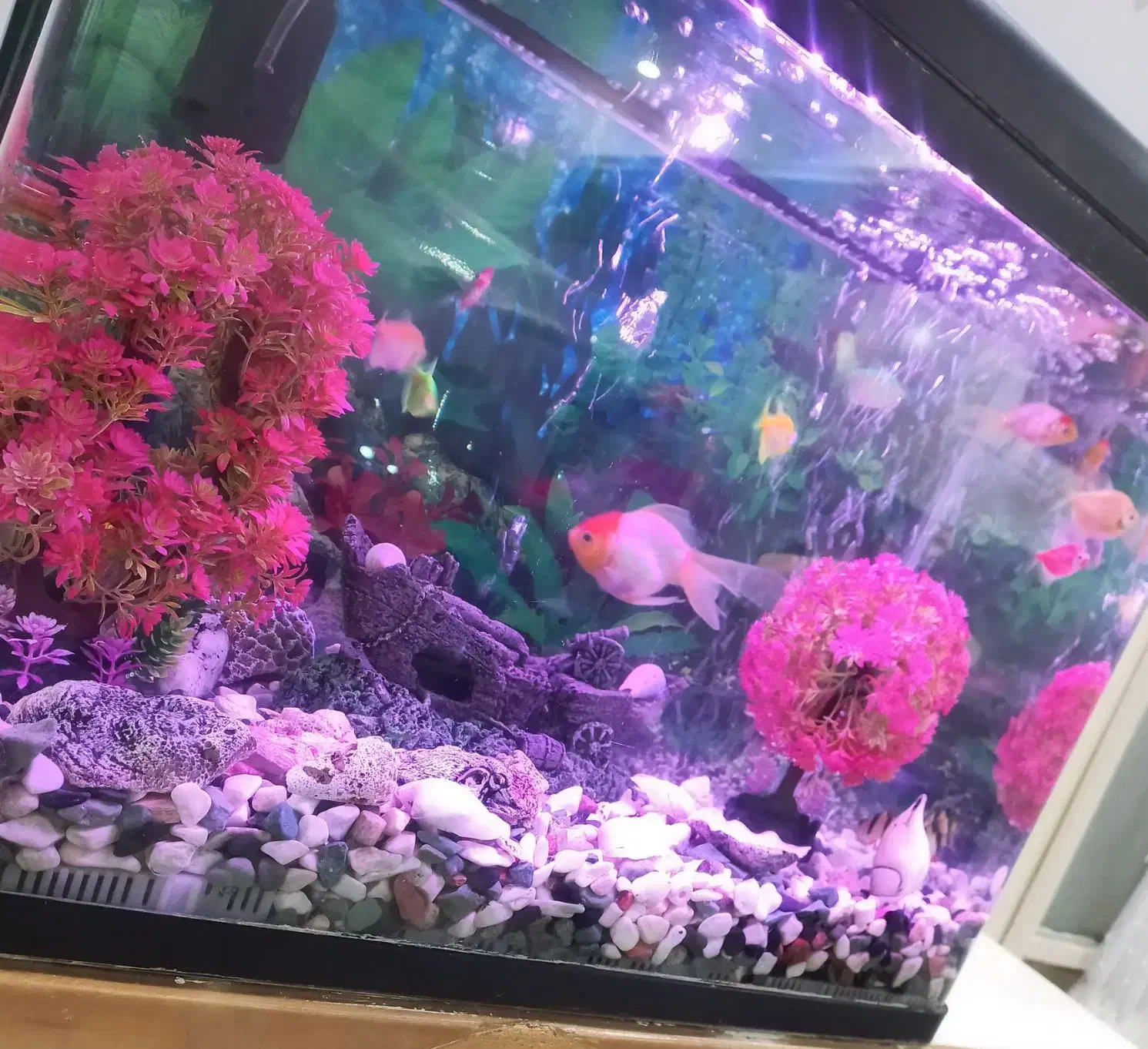 اکواریوم شیشه خم|ماهی|محمدشهر, محمدشهر|دیوار