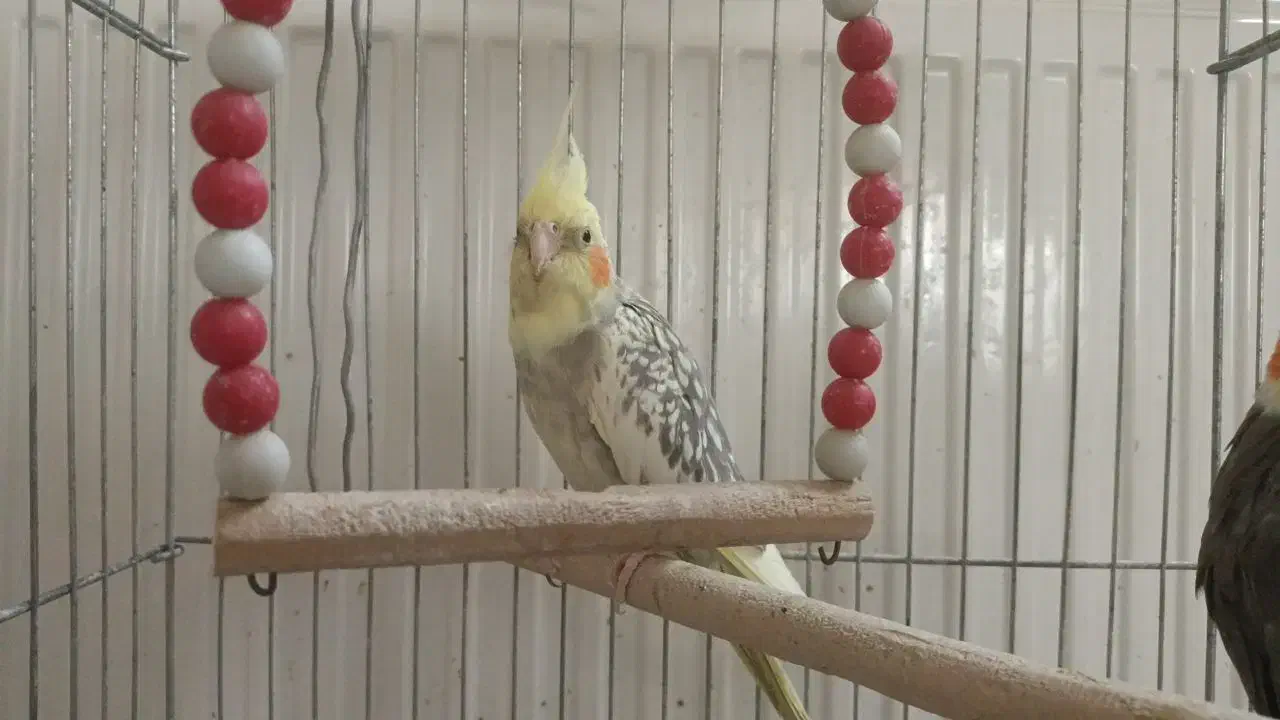 عروس هلندی|پرنده|قم, حاج زینل|دیوار