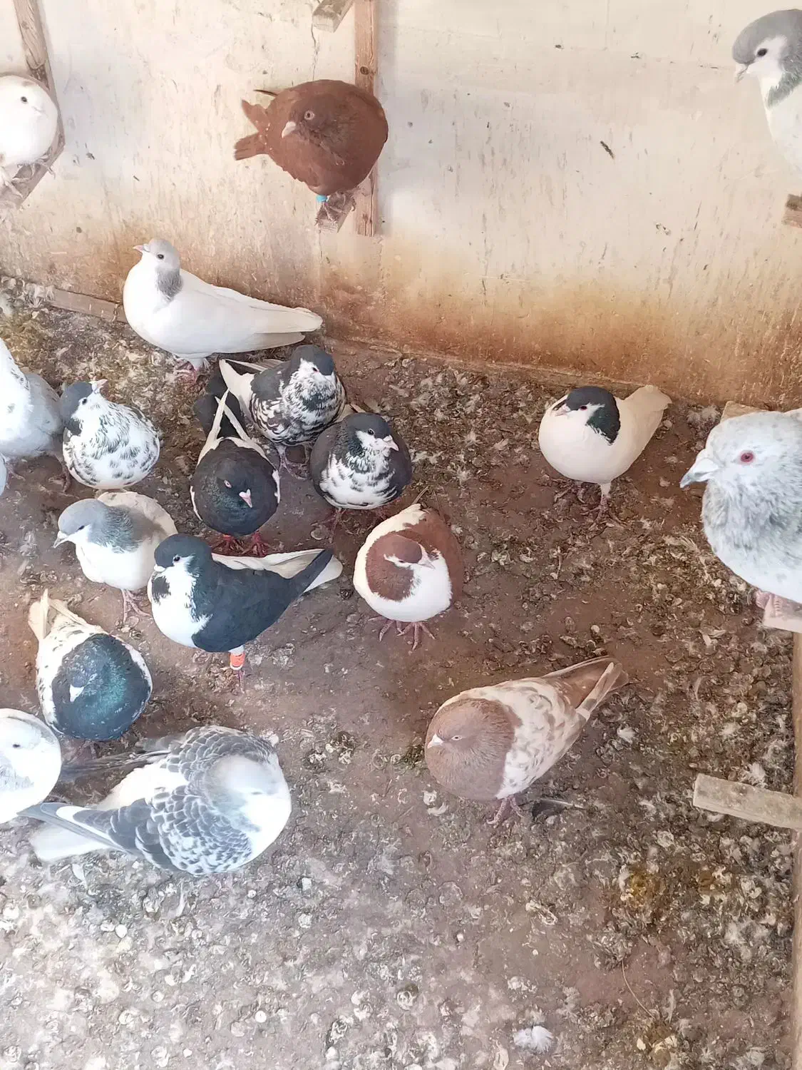 کبوتر هوای ساده|پرنده|چناران, |دیوار