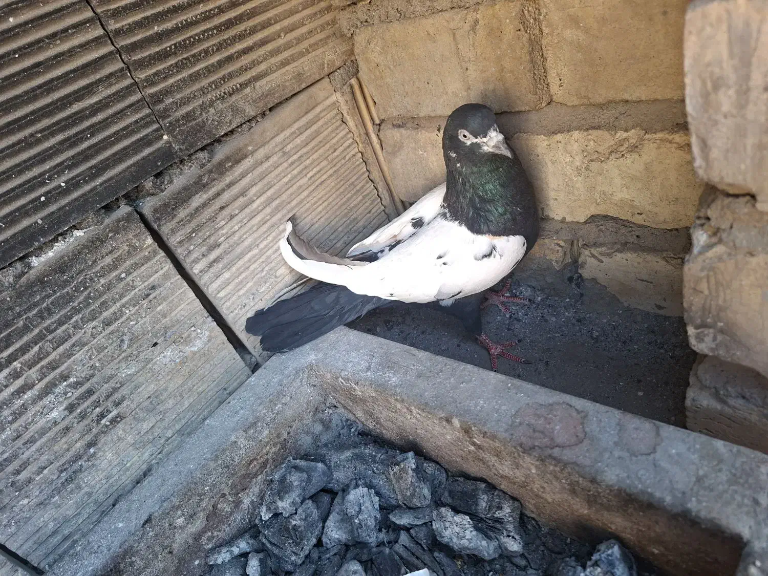 سیندم سیا|پرنده|آران و بیدگل, |دیوار