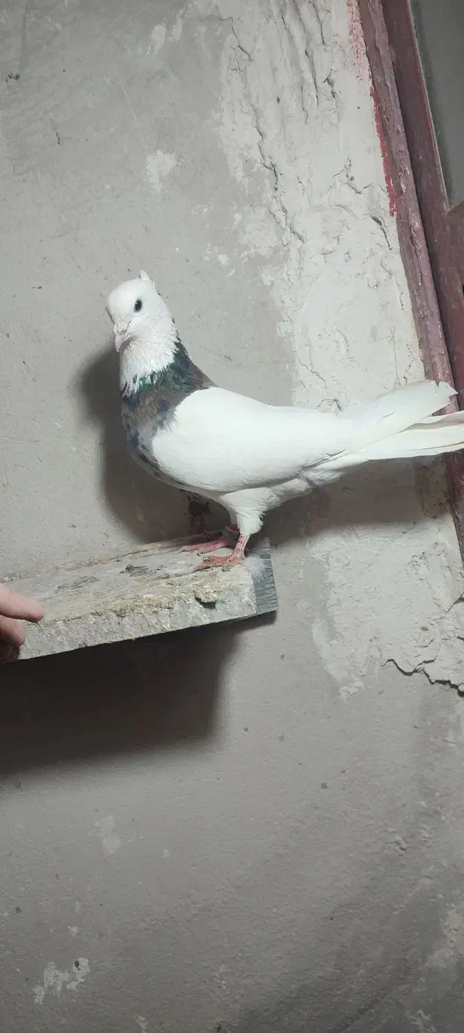 سرور کلفه|پرنده|اردبیل, |دیوار