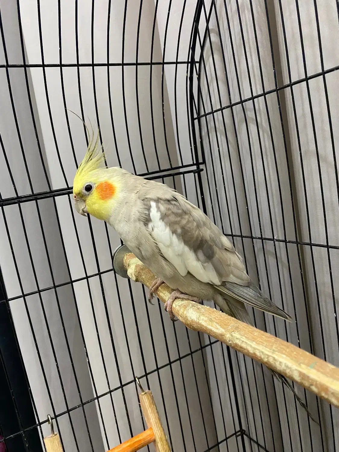 عروس هلندی جفت|پرنده|رشت, کوی مهر|دیوار