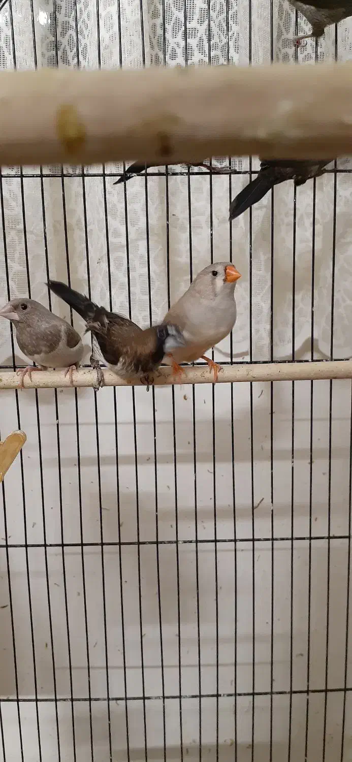 فنچ گلدین جفت با جوجه و کینگ|پرنده|مشهد, نیروی هوایی|دیوار