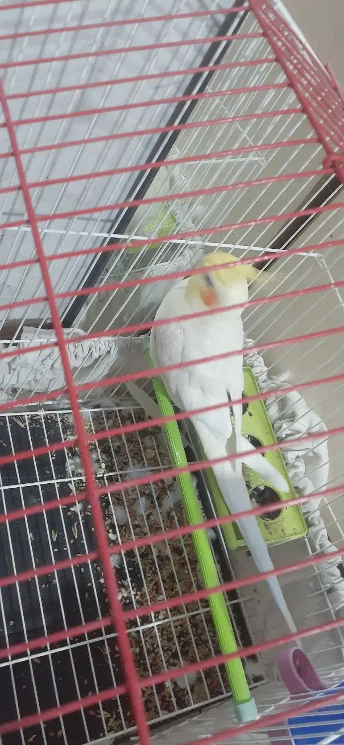 عروس هلندی|پرنده|ملایر, |دیوار