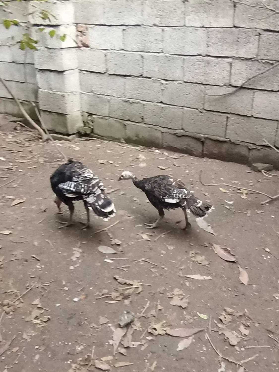 مرغ و خروس ارکانا و ایام سمانی.بوقلمون|حیوانات مزرعه|آمل, |دیوار