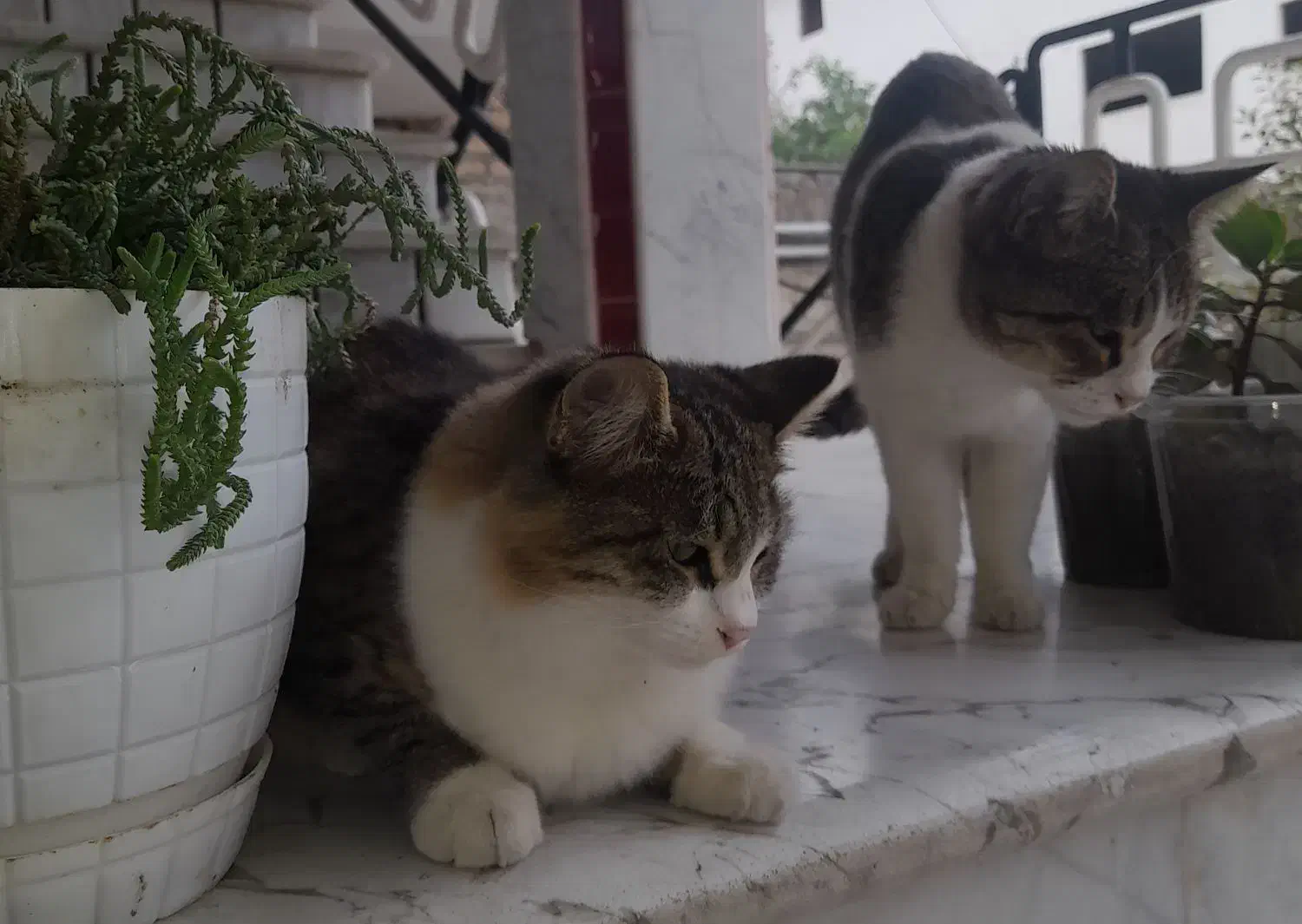 فروش،بچه گربه پرشین ناز خوشکل|گربه|کردکوی, |دیوار