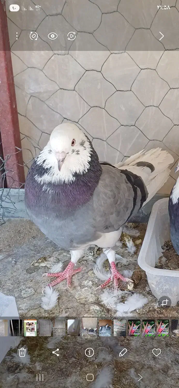 کبوتر گم کردم|پرنده|اصفهان, شاهد|دیوار