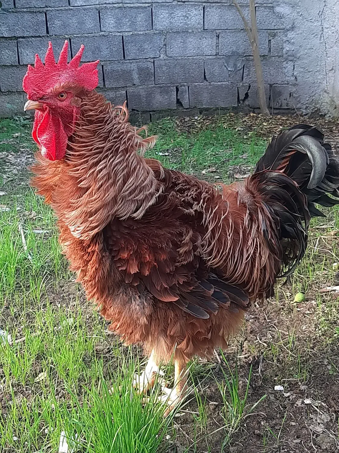 فروش خروس فریزل|حیوانات مزرعه|بابل, |دیوار