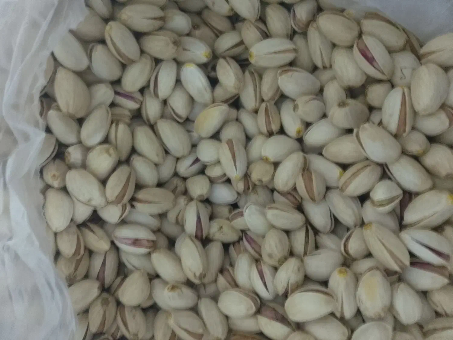 پسته درجه یک|خوردنی و آشامیدنی|تربت جام, کلالی|دیوار