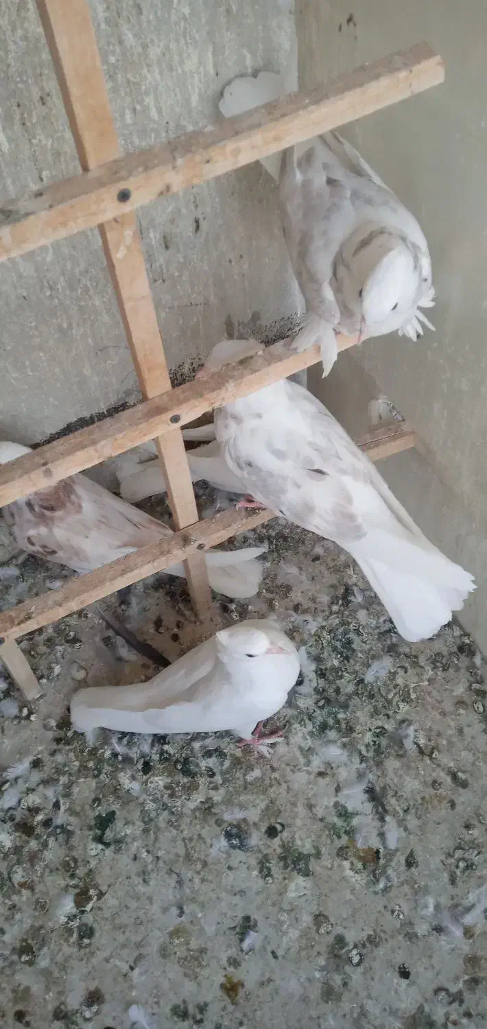 جوجه کفتر سرور کاکلی پاپر|پرنده|کرج, شهرک فهمیده|دیوار