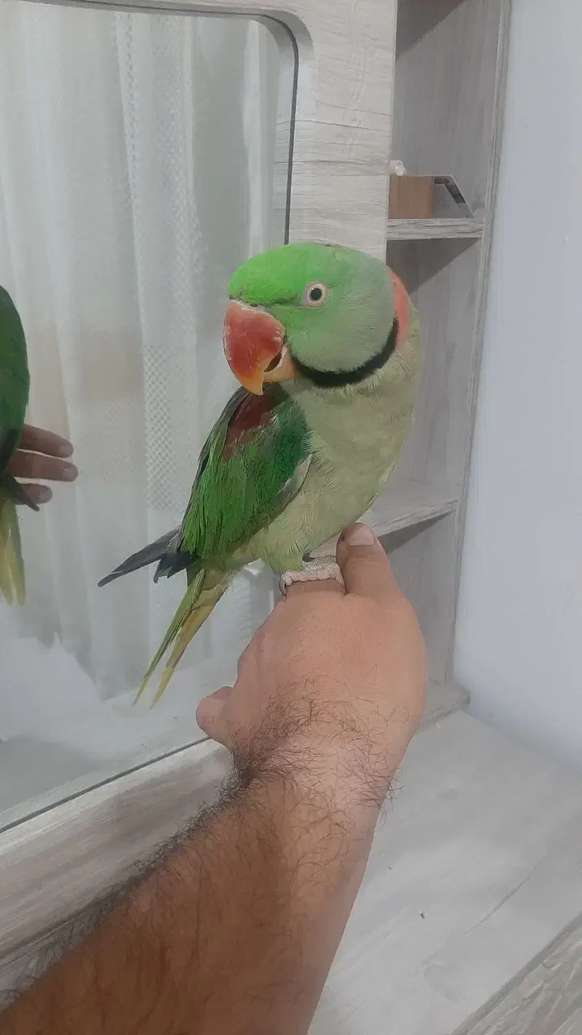 شاه طوطی نر فوق العاده رام ودستی|پرنده|شهریار, شهرک وائین|دیوار