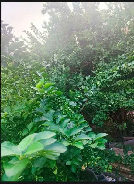 خانه باغ نظر اقا شیک  *زیر قیمت * فروش فوری|فروش خانه و ویلا|برازجان, |دیوار