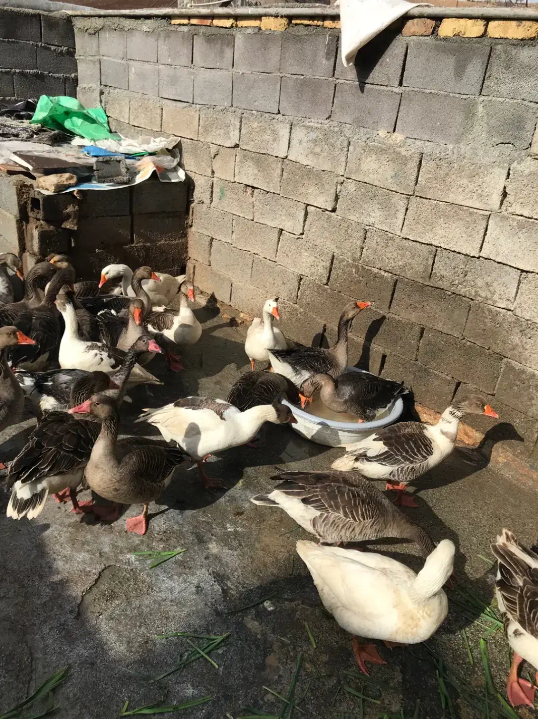 غاز  درجه  یک  درشت|حیوانات مزرعه|جوانرود, |دیوار