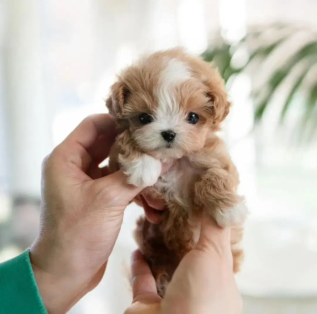 پودل فنجونی|سگ|یزد, |دیوار