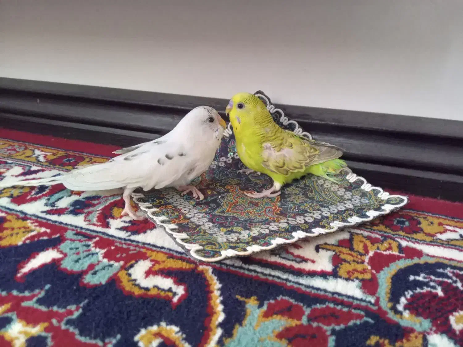 مرغ عشق|پرنده|مشهد, مشکینی (شهرک غرب)|دیوار