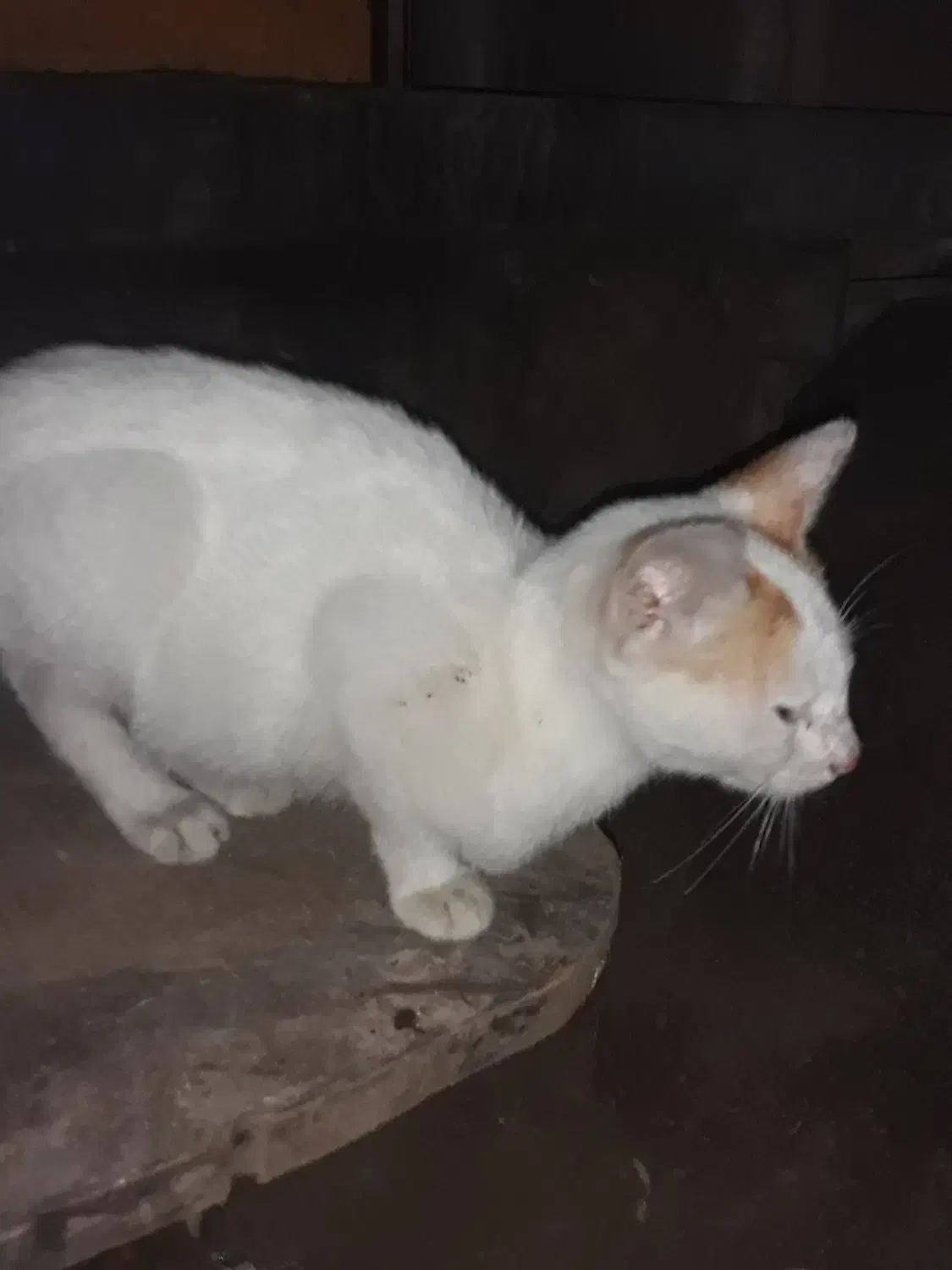 واگذاری|گربه|رشت, کوی فکوری|دیوار