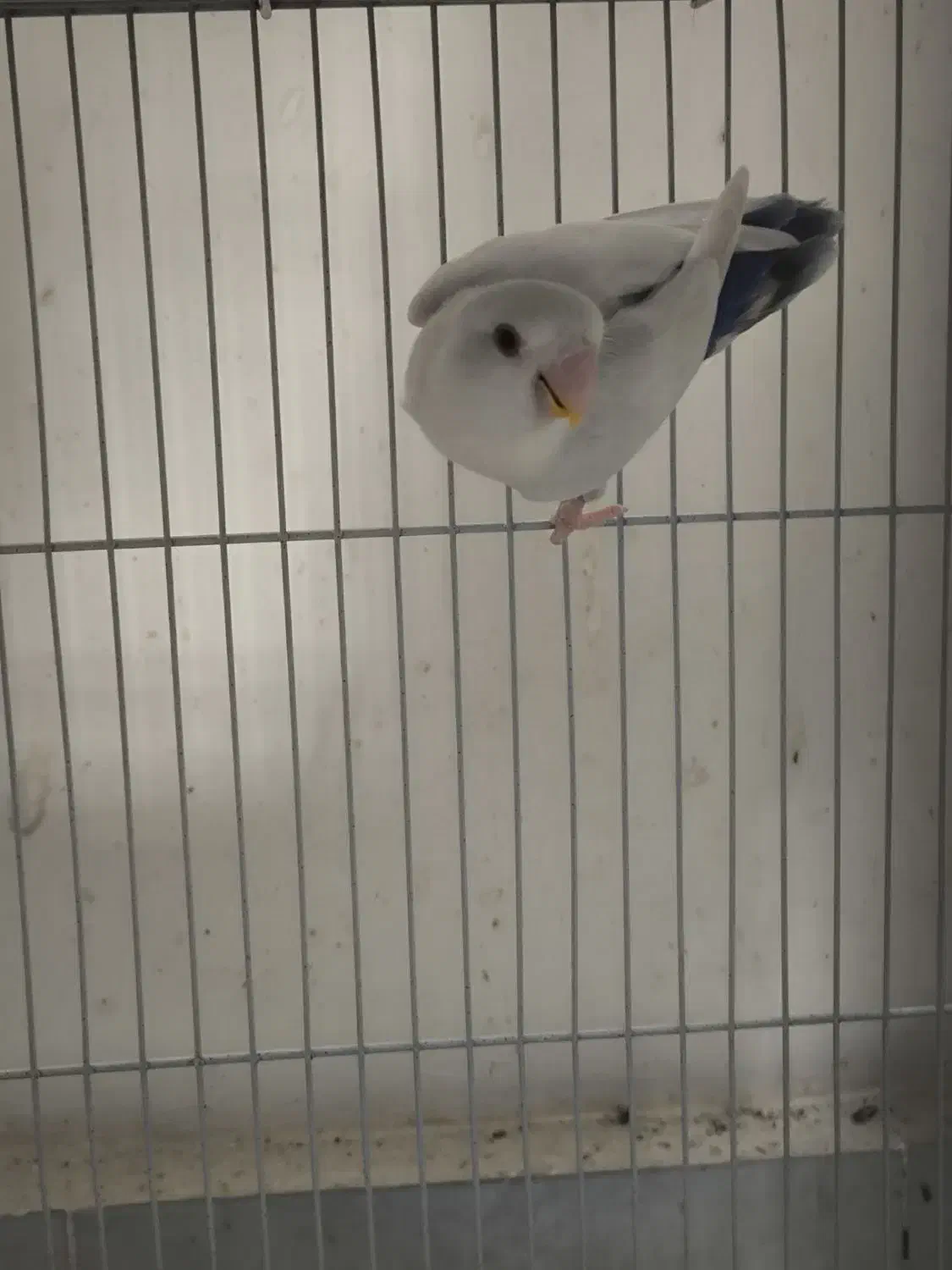 کوتوله بالفالو ماده آماده|پرنده|مشهد, یوسفیه (شهرک غرب)|دیوار