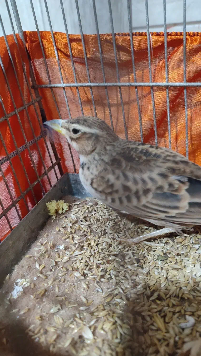 جوجه سهره قناری|پرنده|اردبیل, |دیوار