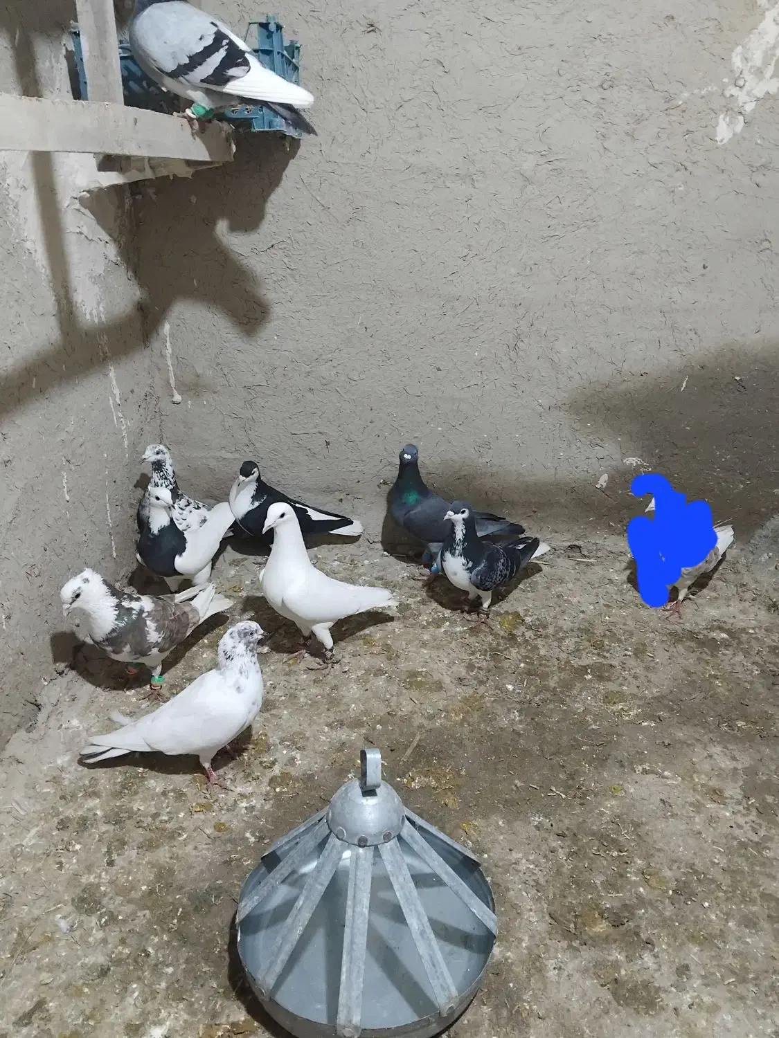 کبوتر|پرنده|شیروان (خراسان), |دیوار