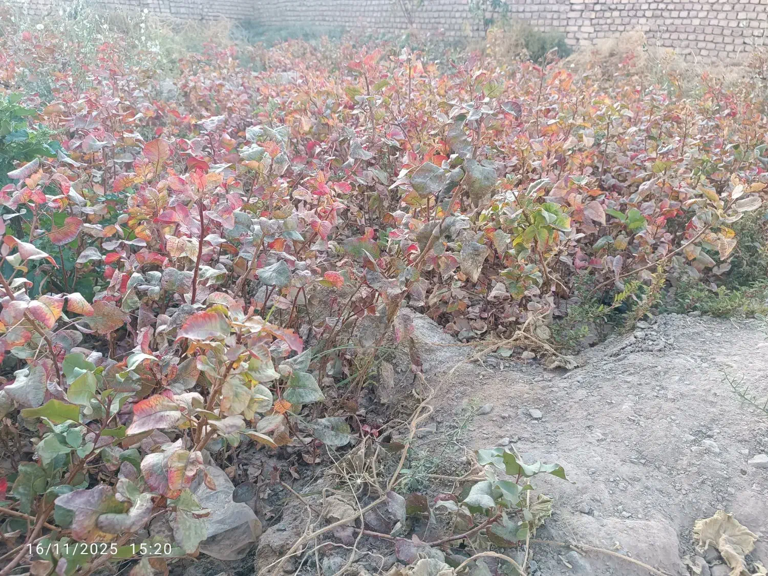 نهال پسته|خدمات باغبانی و درختکاری|شهرآباد, |دیوار