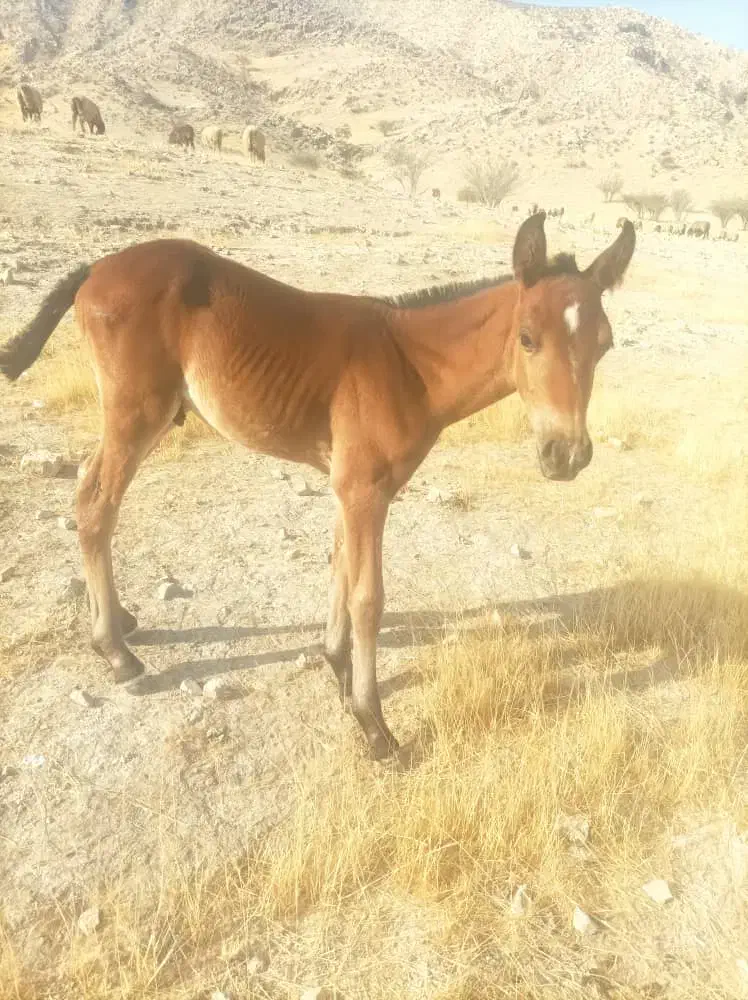 اسب دره شوری|اسب و تجهیزات اسبسواری|جره و بالاده, |دیوار