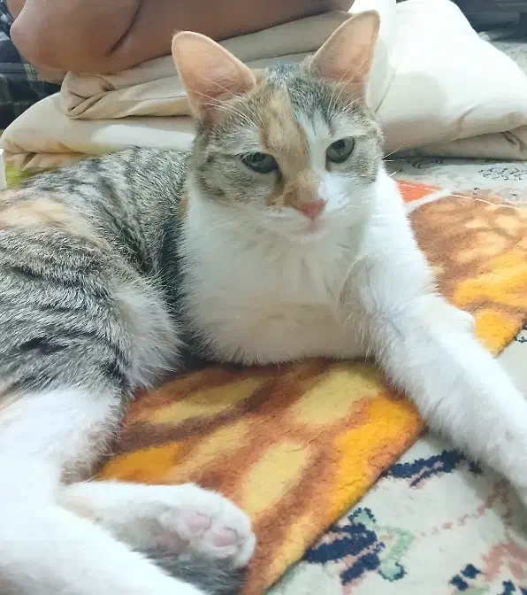 پت خانگی(گربه ۸ماهه)|گربه|خمینیشهر, |دیوار