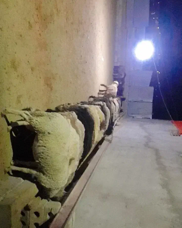 بره نره فروشی|حیوانات مزرعه|صمصامی, |دیوار