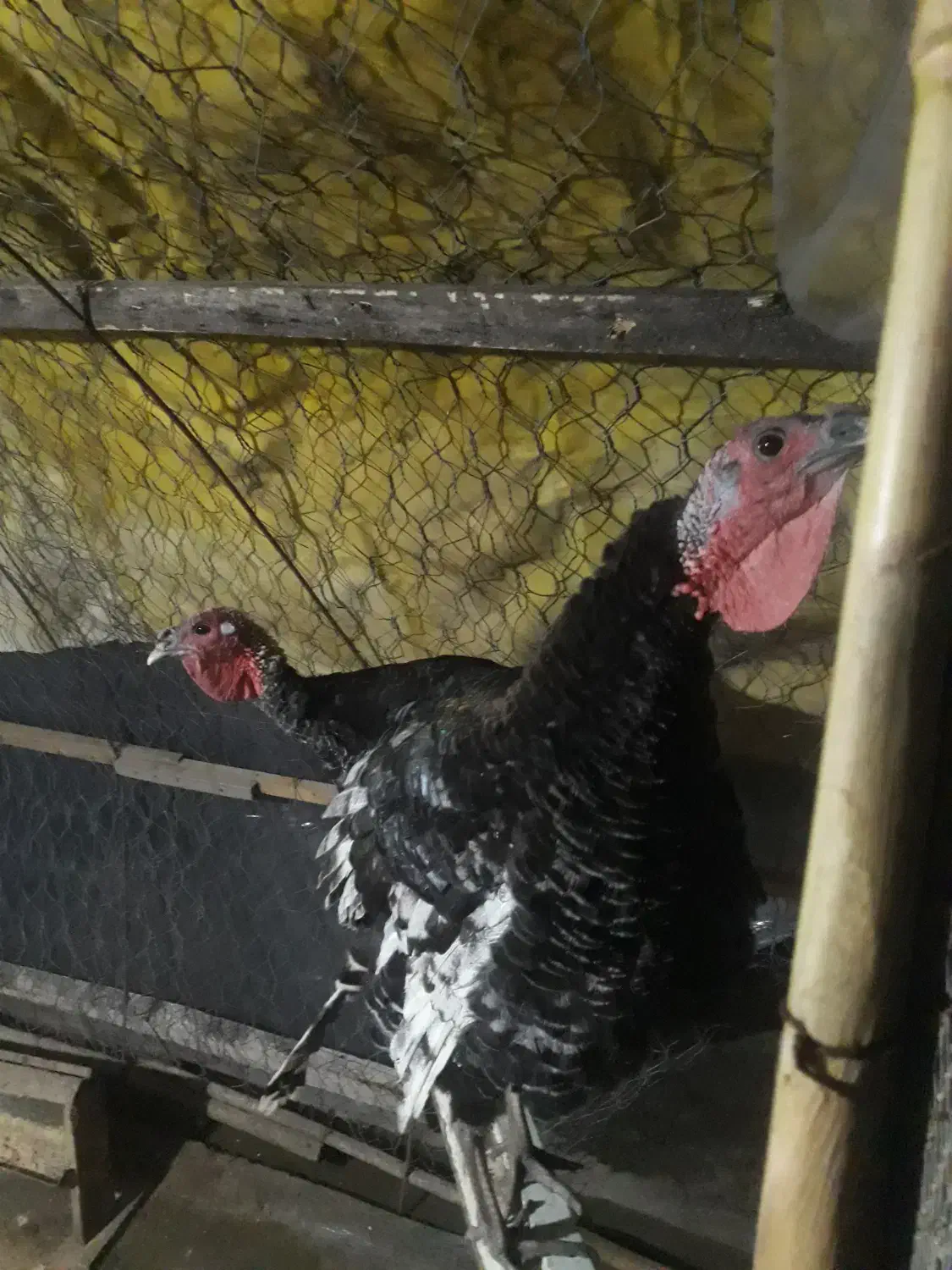 بوقلمون ۷ماهه|حیوانات مزرعه|محمودآباد, |دیوار