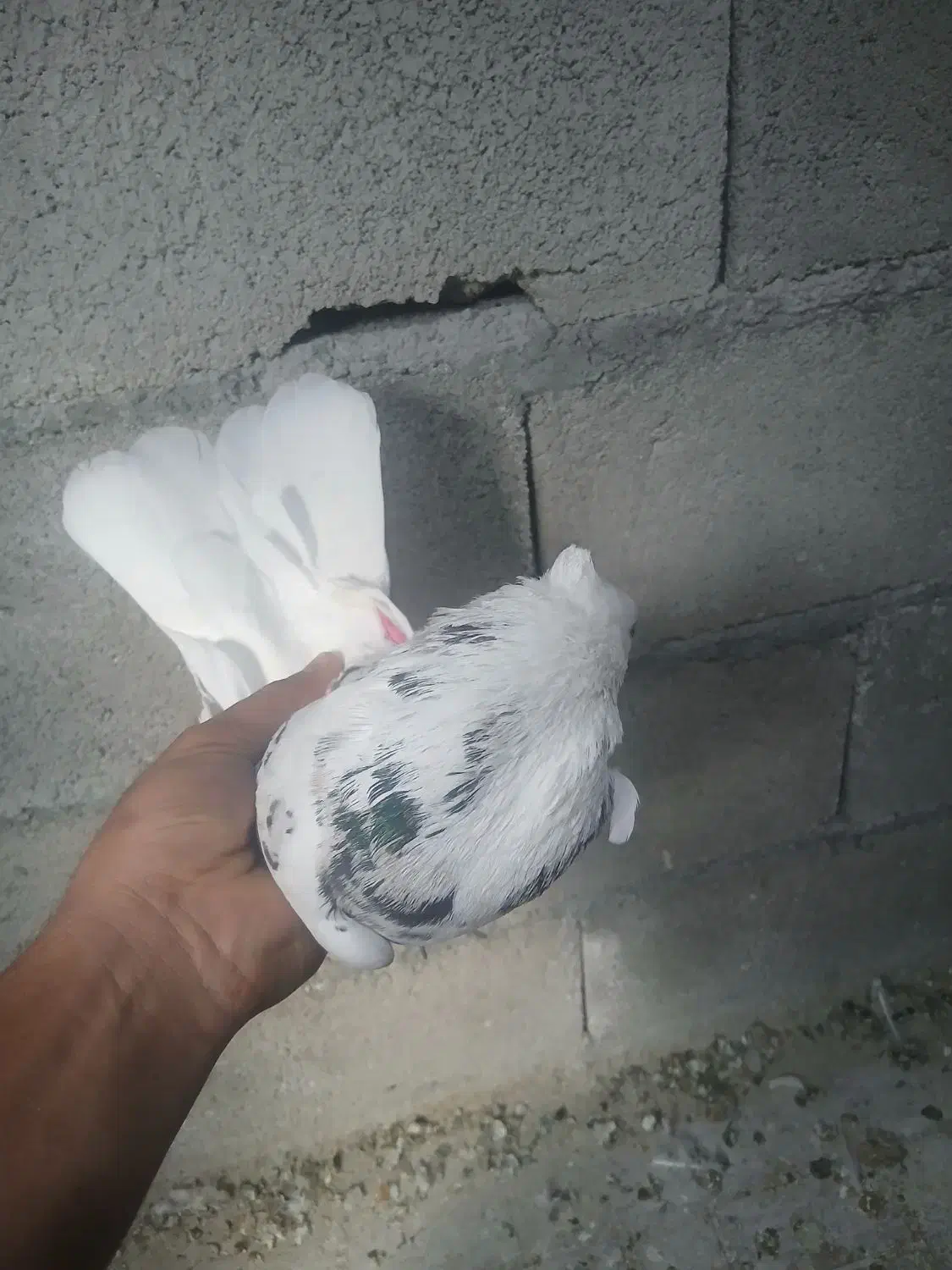 هما|پرنده|نقده, |دیوار