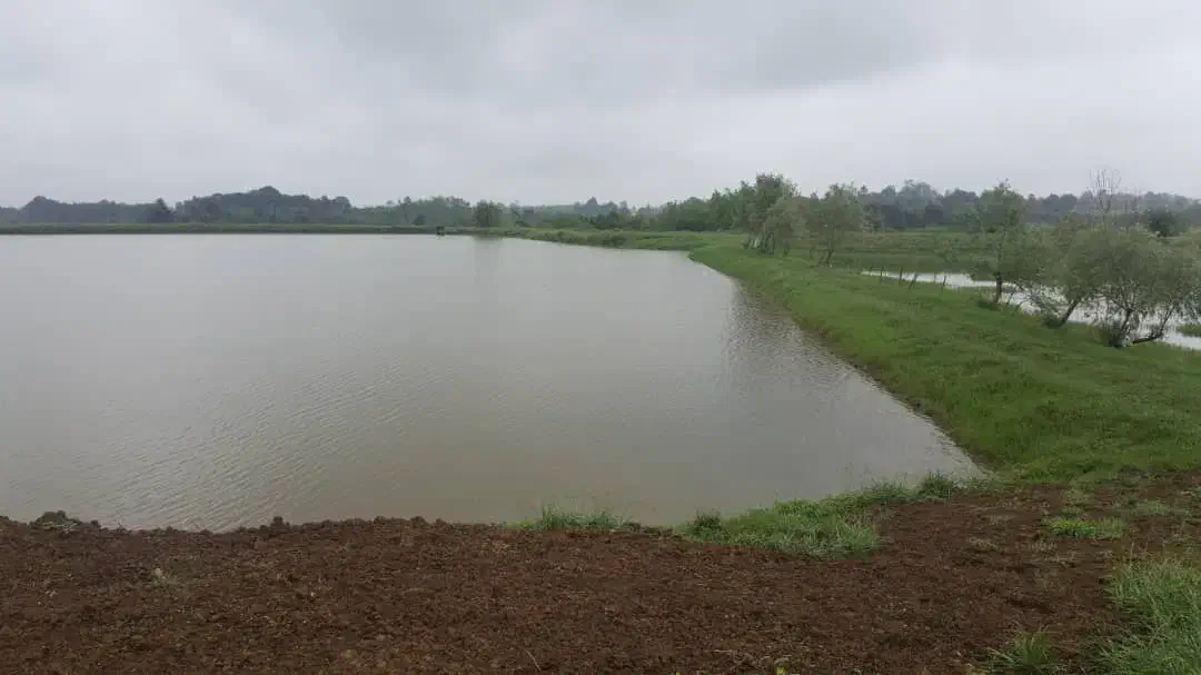 ۳۰ هکتار استخر ماهی کنار جاده ماسوله فروش متری ۷۵۰|فروش دفتر صنعتی، کشاورزی، تجاری|دماوند, دماوند|دیوار