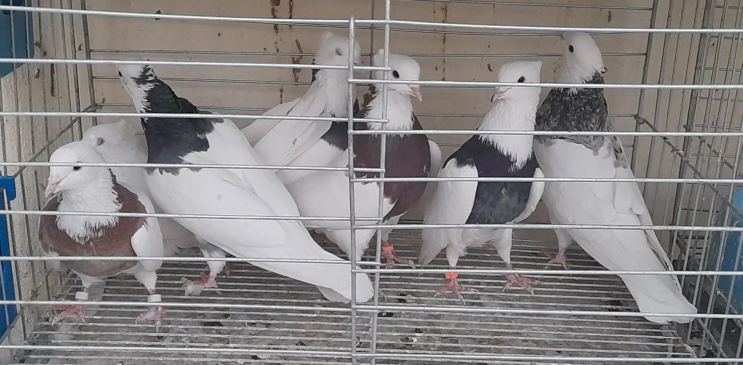 طوقی نر|پرنده|مبارکه, |دیوار