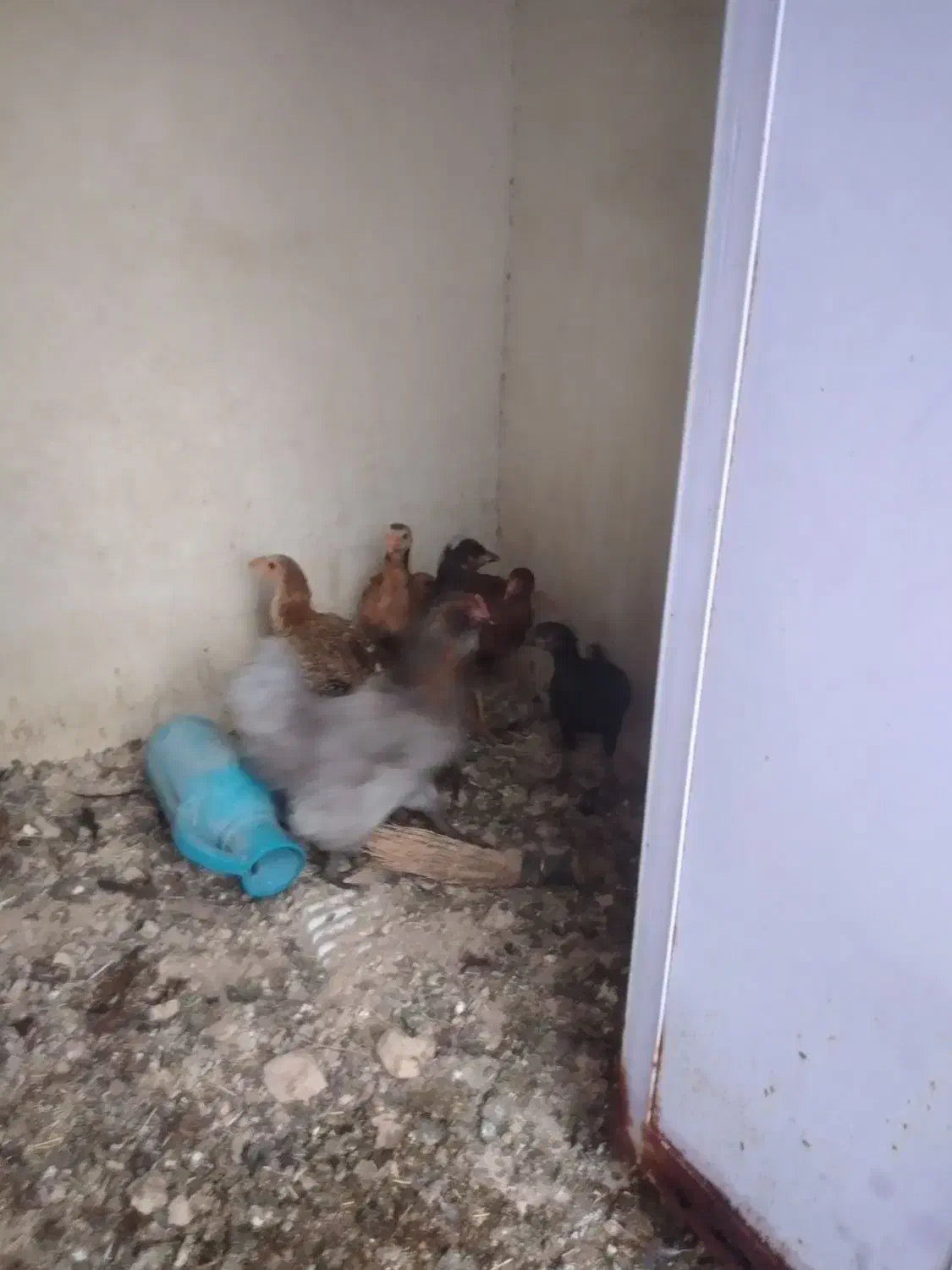 جوجه لاری و مرغ گلین|حیوانات مزرعه|ایجرود, |دیوار