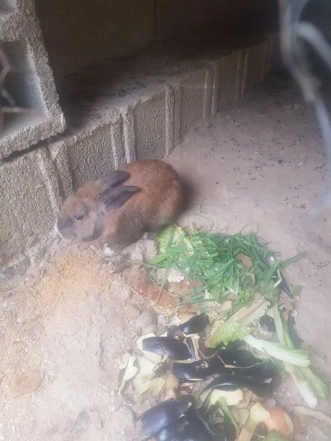 خرگوش لپ نر بالغ|موش و خرگوش|بوشهر, |دیوار