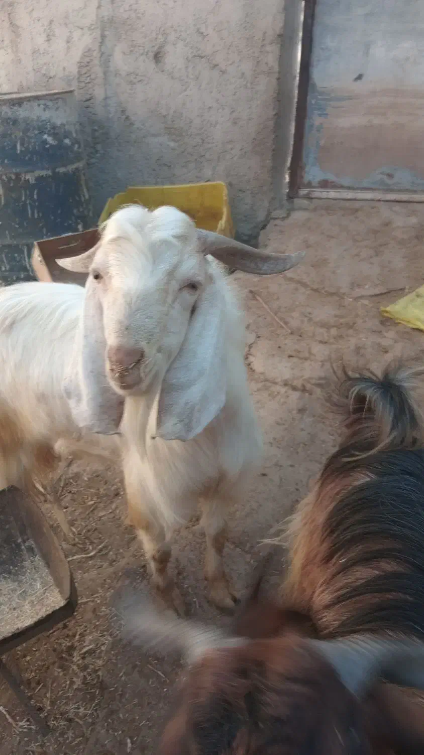 کهره نرمناسب داشت|حیوانات مزرعه|کازرون, |دیوار