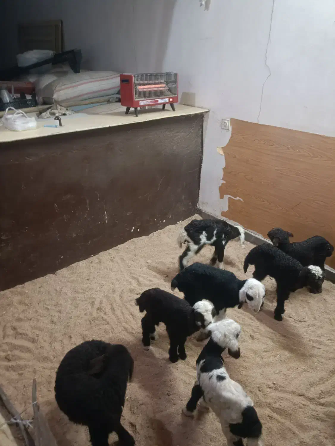 انواع بره شیری ،موجود است|حیوانات مزرعه|خرم‌آباد, |دیوار