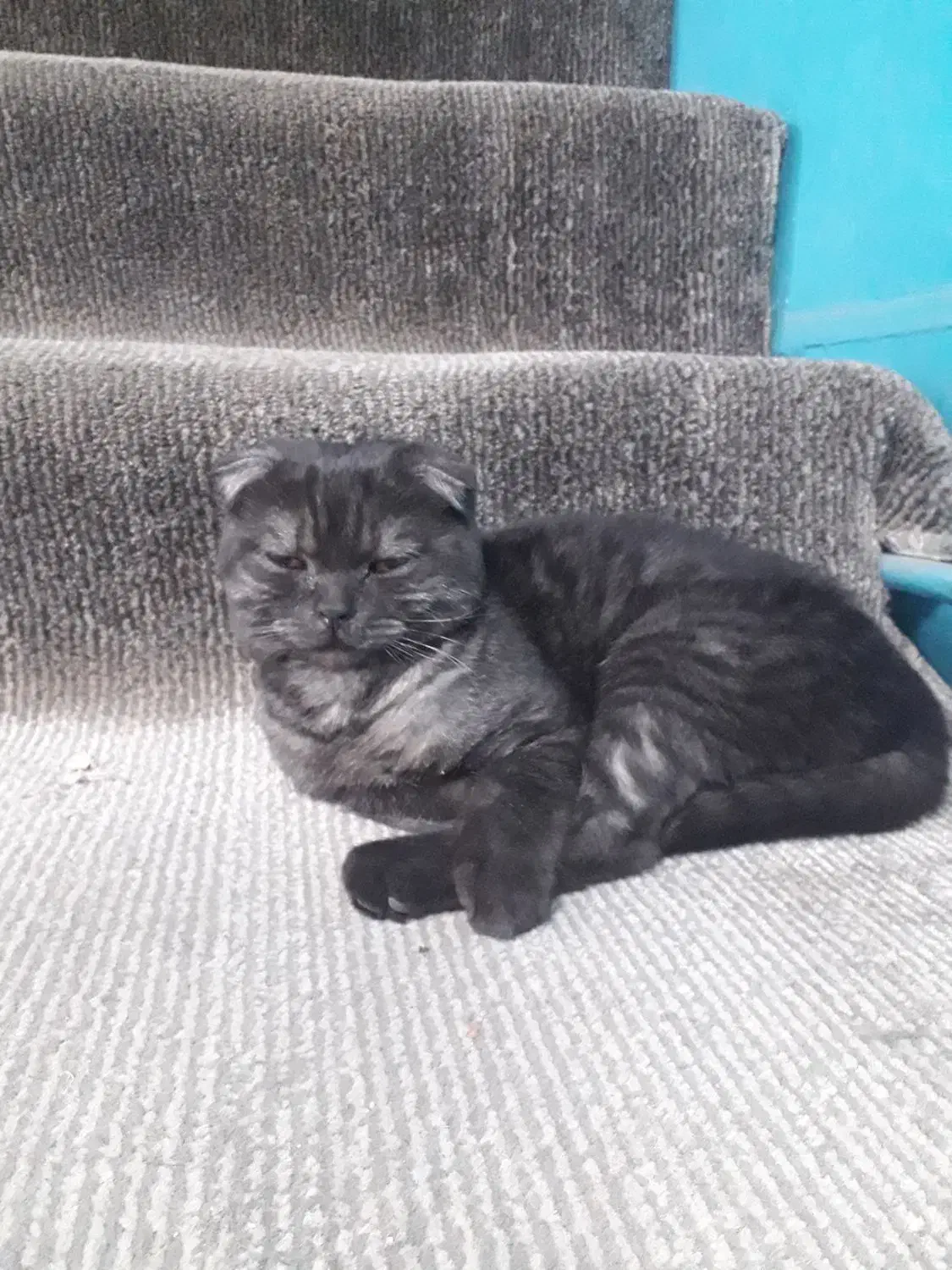 گربه خونگی و اصیل ایرانی|گربه|تاکستان, |دیوار