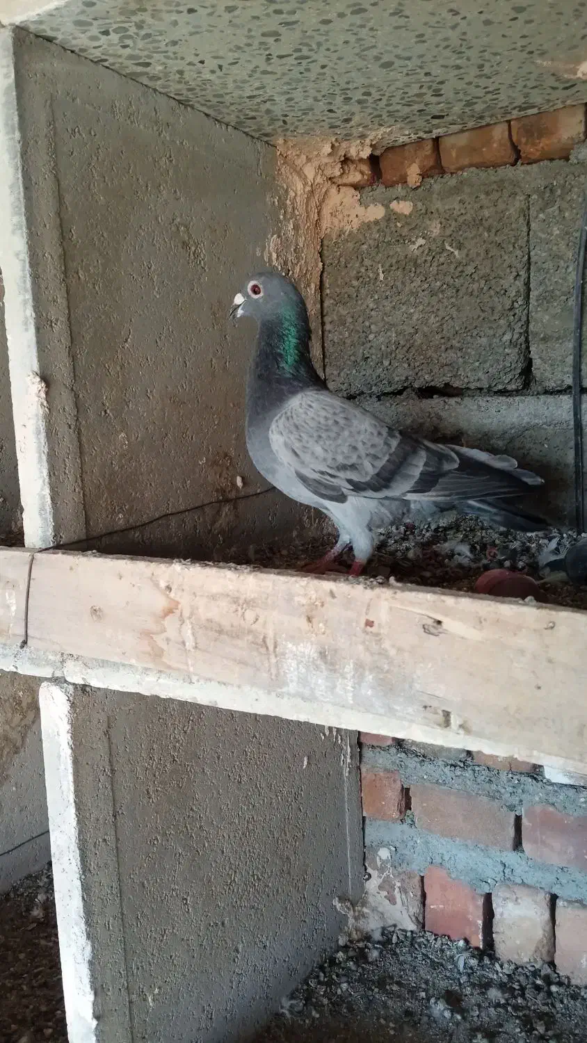 کفتر|حیوانات|ایرانشهر, |دیوار