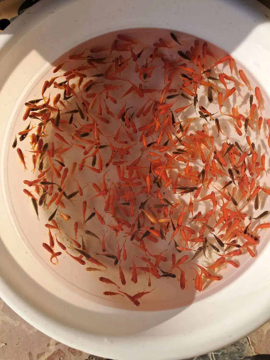 ماهی‌قرمز‌شب‌عید|ماهی|اردبیل, |دیوار