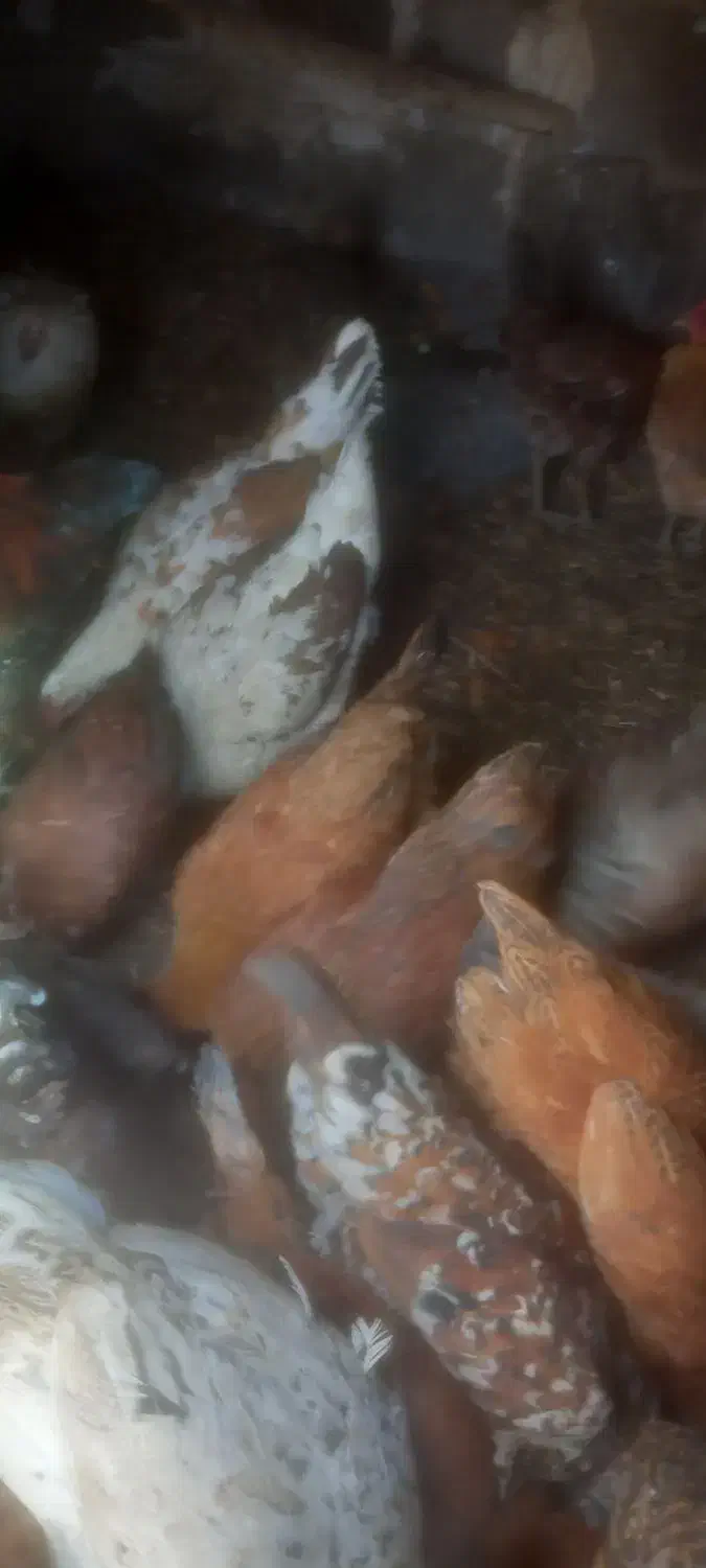 مرغ و خروس گلین|حیوانات مزرعه|ازنا, |دیوار