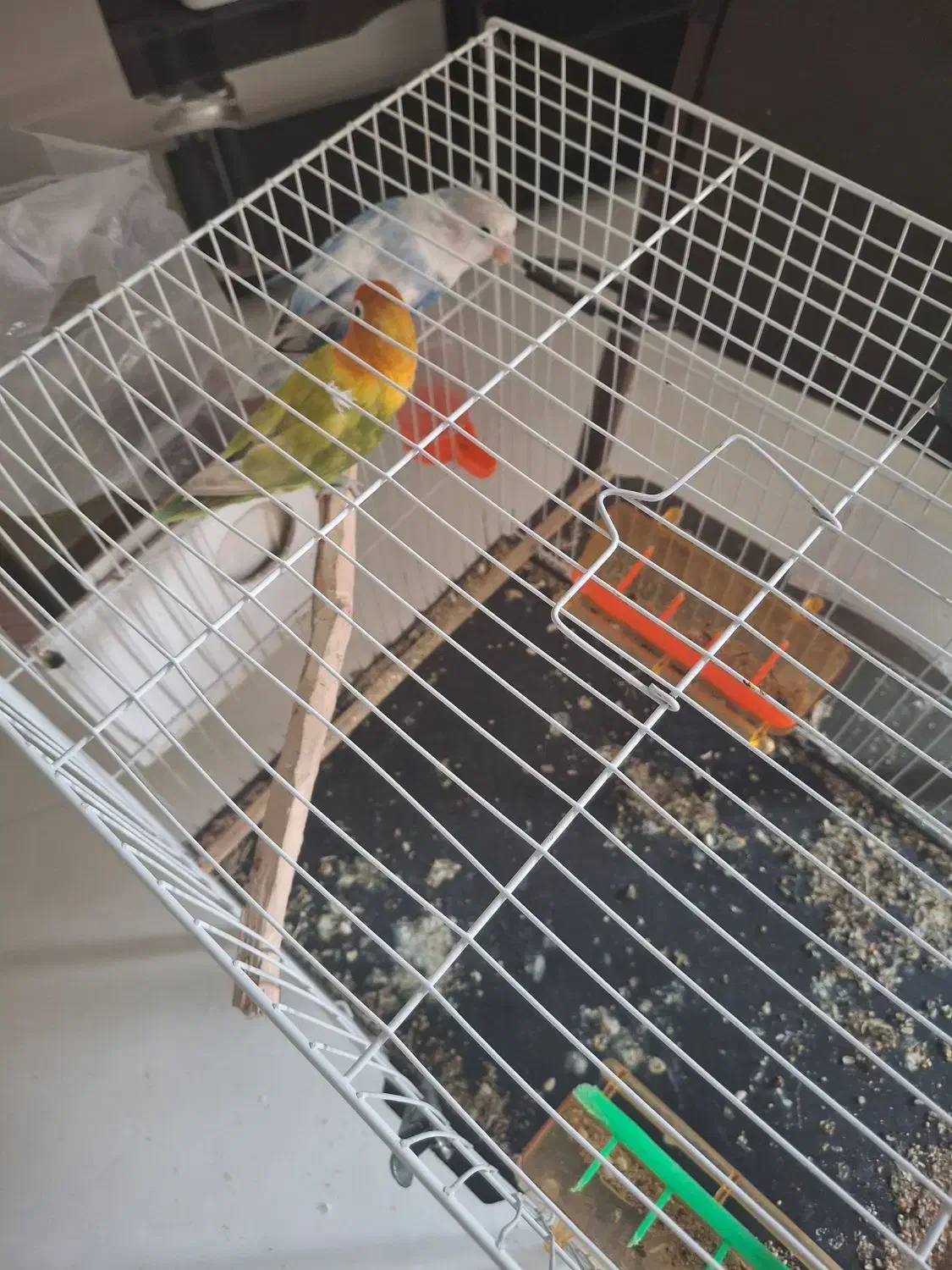 کوتوله برزیلی|پرنده|مشهد, آزادشهر|دیوار