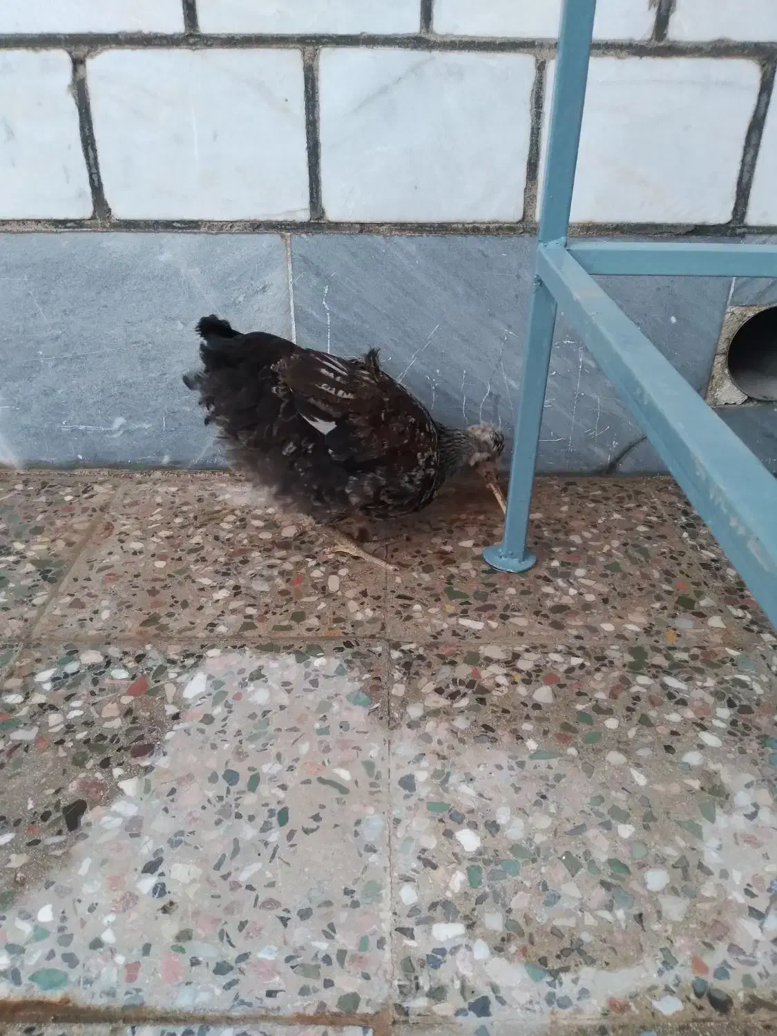 مرغ|حیوانات مزرعه|مسجد سلیمان, |دیوار